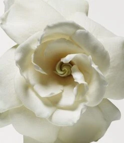 Donna Karan Cashmere Mist Deodorant-Antiperspirant Stick 11 Donna Karan Cashmere Mist Deodorant-Antiperspirant Stick -PeeWee-winkel 00388476 06 ai