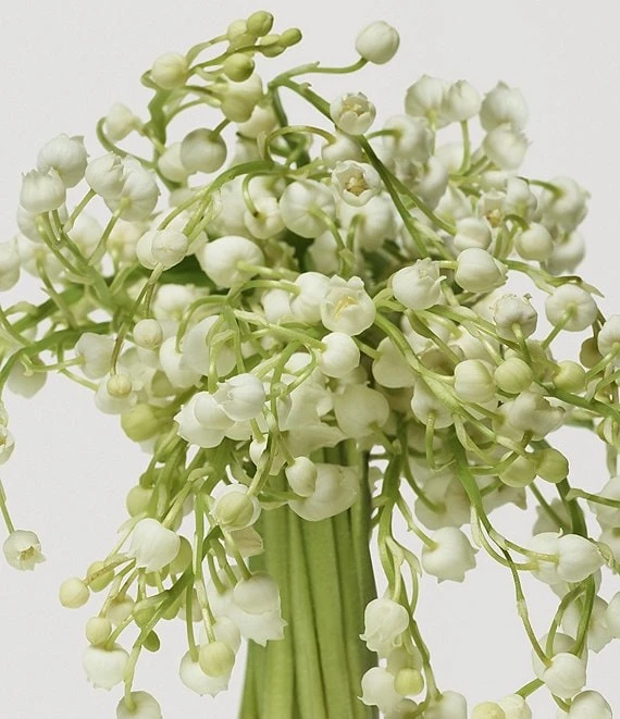 Donna Karan Cashmere Mist Deodorant-Antiperspirant Stick 4 Donna Karan Cashmere Mist Deodorant-Antiperspirant Stick - Afbeelding 2