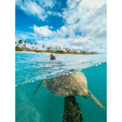 10-49 Camera -PeeWee-winkel domemare 10 49 camera 14