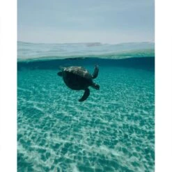 10-49 Camera -PeeWee-winkel domemare 10 49 camera 15