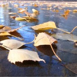 Fijnmazig Vijvernet 6 × 5 Meter 7 Fijnmazig Vijvernet 6 × 5 Meter -PeeWee-winkel fijnmazig vijvernet 6 x 5 meter 1541778382 1 600